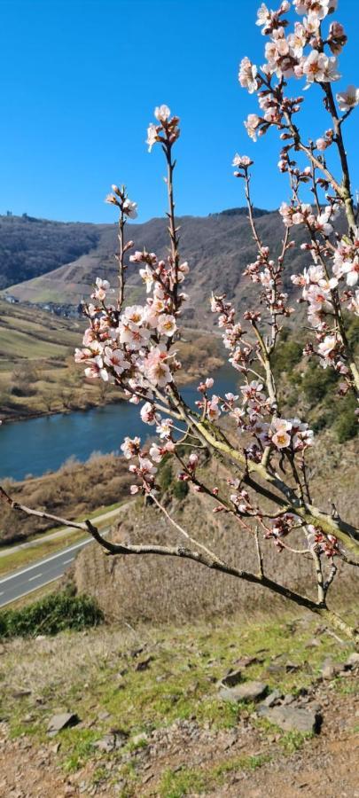 Ferienhaus Kaliva Zell an der Mosel Dış mekan fotoğraf